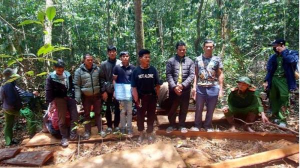Khởi tố nhóm lâm tặc chuyên săn gỗ Bạch Tùng và Hồng Tùng theo đơn đặt hàng
