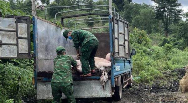 Quảng Trị nỗ lực ngăn chặn hoạt động buôn bán, vận chuyển lợn lậu qua biên giới
