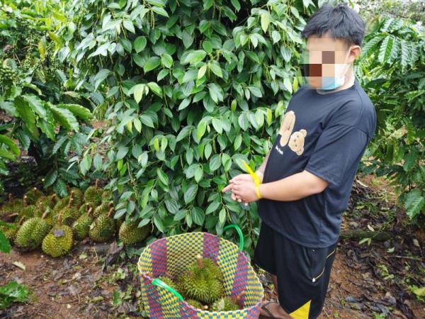 Liên tiếp đấu tranh, triệt phá nhiều vụ trộm cắp quả sầu riêng