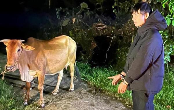 Bò tặc sa lưới