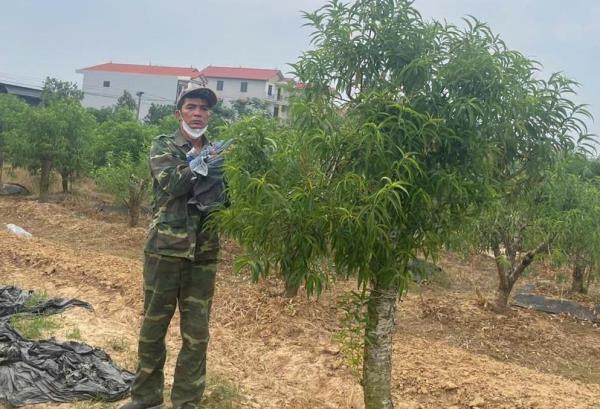 Ghen ăn tức ở, nửa đêm đi hủy hoại 350 cây đào cảnh của người cùng thôn