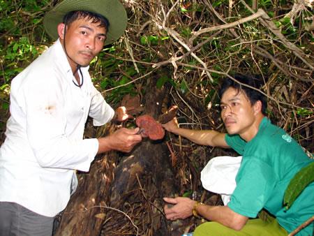 Lên rừng tìm nấm linh chi