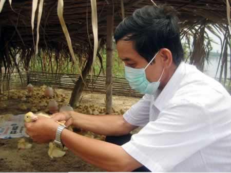 Tái bùng phát cúm gia cầm tại Quảng Nam: Tiềm ẩn nguy cơ lây lan trên diện rộng