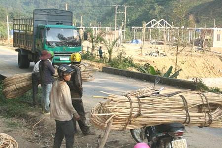 Ồ ạt khai thác mây ở Bà Nà - Núi Chúa