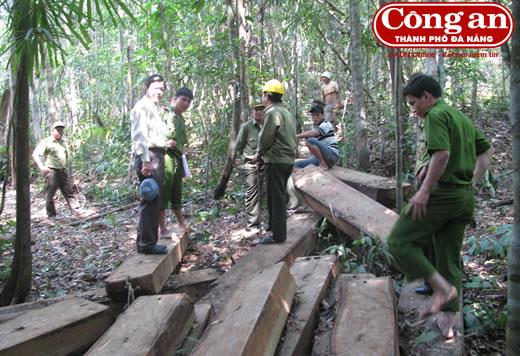 Hơn 100 cán bộ điều tra, xác minh vụ phá rừng đặc dụng Bà Nà - Núi Chúa