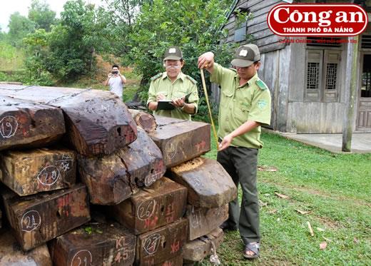 Liên quan đến số gỗ khai thác trái phép tại rừng đặc dụng Bà Nà- Núi Chúa: Cán bộ bảo vệ rừng bảo kê cho lâm tặc?