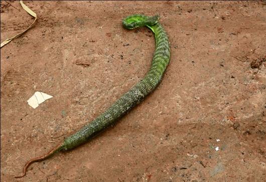 Rắn lục đuôi đỏ xuất hiện nhiều bất thường: Người dân cần bình tĩnh
