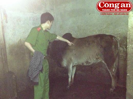 Bắt quả tang cơ sở bơm nước vào bò trước khi giết mổ