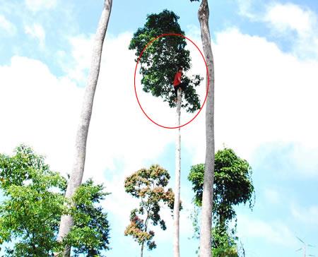Thủng ruột vì... quả ươi
