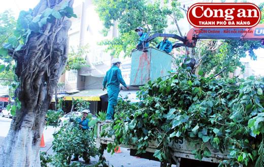 Xử lý hơn 60 ngàn cây xanh trước mùa mưa bão