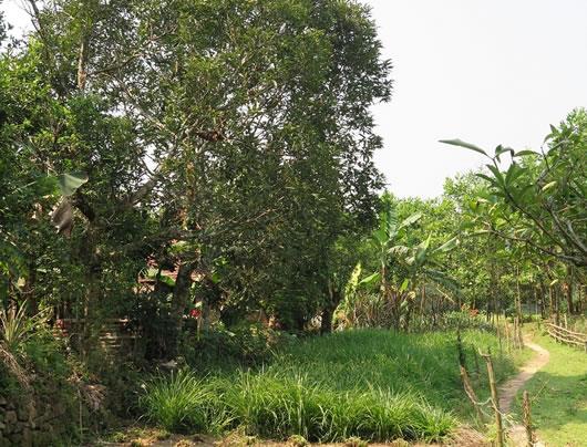 Án mạng vì cây quế