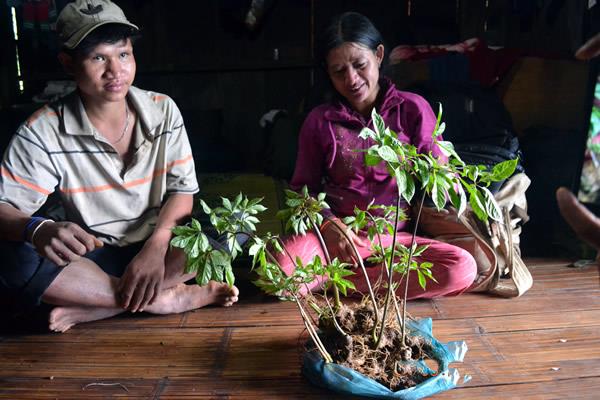 Cho thuê rừng để trồng sâm Ngọc Linh