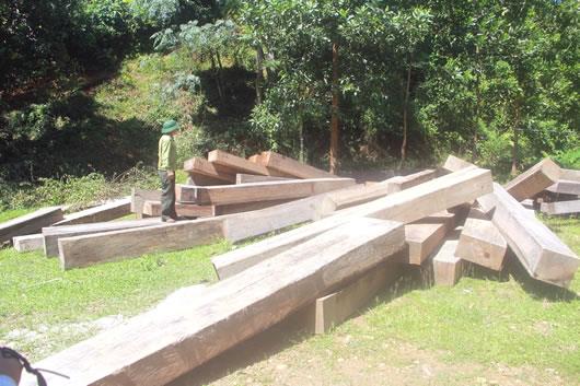 Phát hiện điểm tập kết gỗ khủng gần Trạm bảo vệ rừng