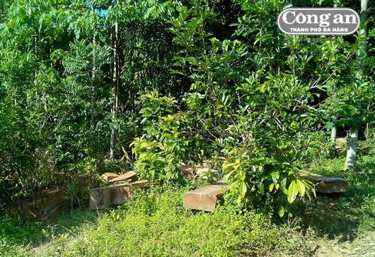 Gần 100m3 gỗ bị khai thác trái phép vẫn còn nằm trong rừng?