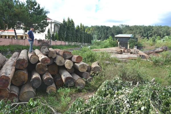 Điều tra vụ phá rừng phòng hộ Bắc Biển Hồ