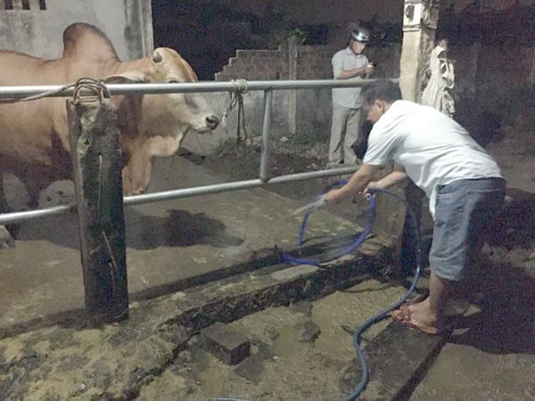 Bơm nước vào động vật trước khi giết mổ