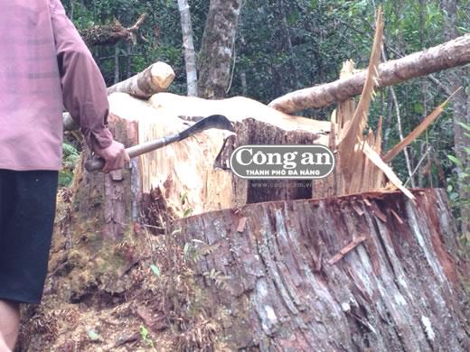 Phát hiện vụ phá rừng pơmu khủng tại khu vực biên giới