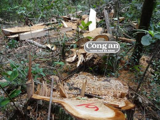 Vụ phá rừng pơmu tại khu vực biên giới: Khẩn trương khởi tố điều tra, làm rõ vụ việc