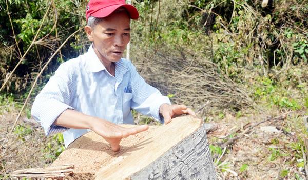 Rừng tan hoang vì dự án Khôi phục và quản lý rừng bền vững (Bài 1: Rừng xanh thành… bãi than)