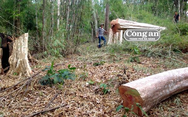 Yêu cầu khởi tố vụ án phá rừng tại lâm phần rừng phòng hộ Ia Grai