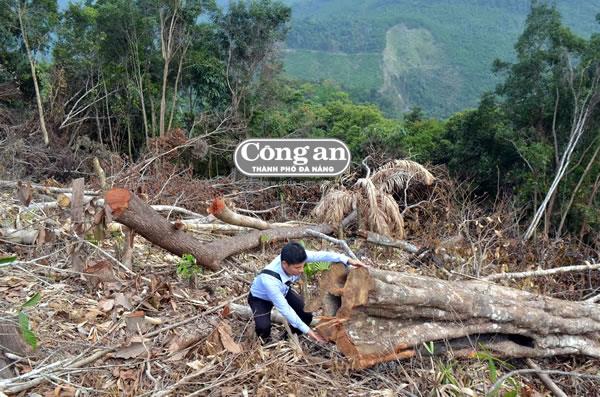 Phá rừng tự nhiên để lấy đất sản xuất?