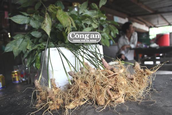 Quảng Nam thiếu nguồn giống sâm Ngọc Linh