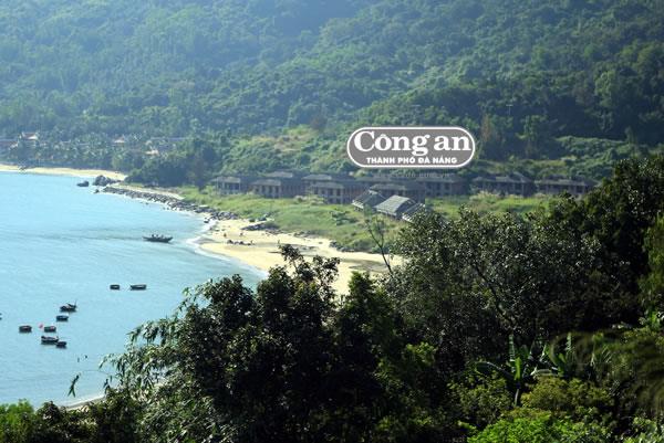 Đau đáu với rừng Sơn Trà