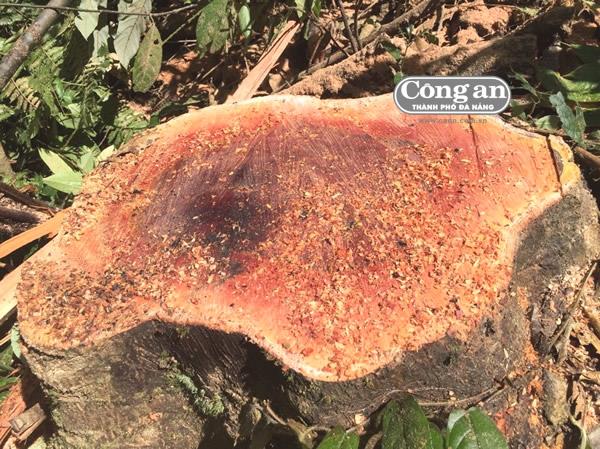 Lại phá rừng để trồng rừng ở khe Đương, Hòa Bắc