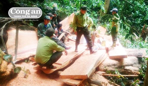 Phát hiện vụ khai thác gỗ trái phép tại VQG P​hong Nha – Kẻ Bàng