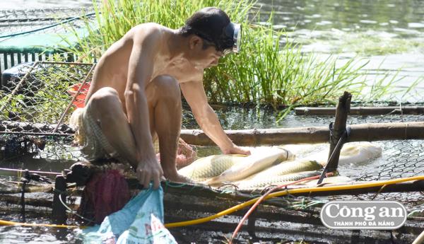Hàng chục tấn cá lồng chết, yêu cầu thủy điện xả nước