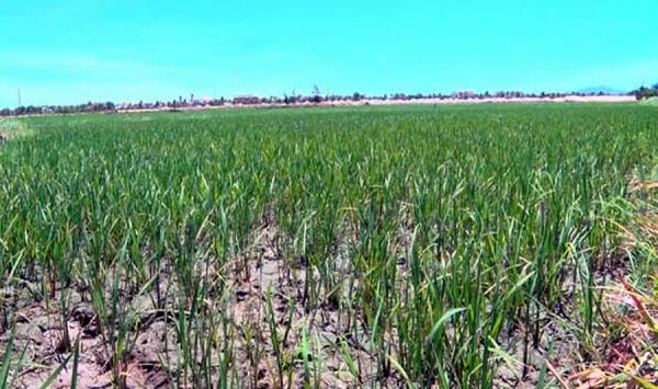 Nông dân méo mặt vì xâm nhập mặn