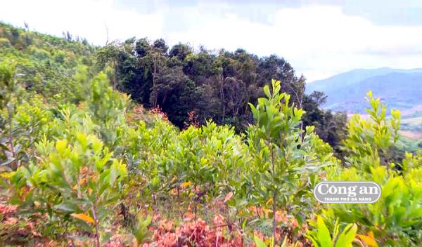 Càng giữ, rừng càng mất (?)