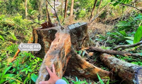 Vụ phá rừng đầu nguồn thủy điện Nước Oa: Chi cục Kiểm lâm Quảng Nam có dối trên, lừa dưới?