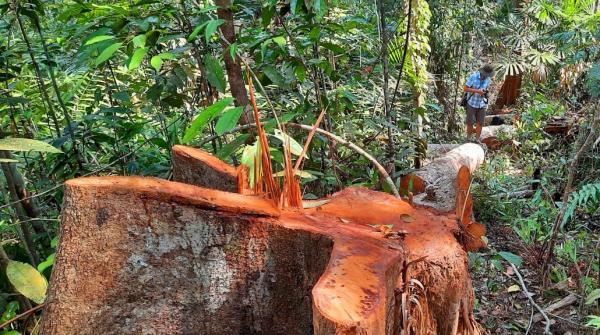 Xót xa nhìn rừng phòng hộ đầu nguồn Sông Tranh bị tàn phá