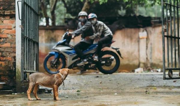 2 nghi can trộm chó bị điều tra tội giết người