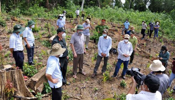 Xử lý nghiêm vụ phá rừng phòng hộ sông Trà Bương